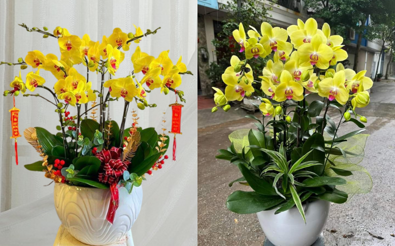 Đặt hoa online - Lan hồ điệp