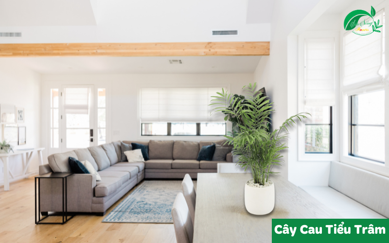 cây xanh để bàn