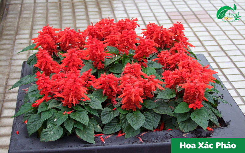 cây xanh để bàn