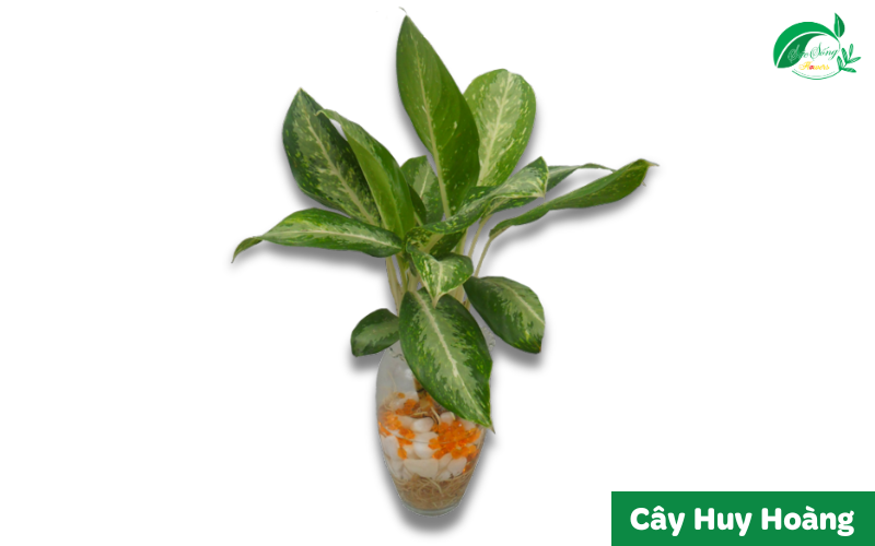 cây xanh để bàn