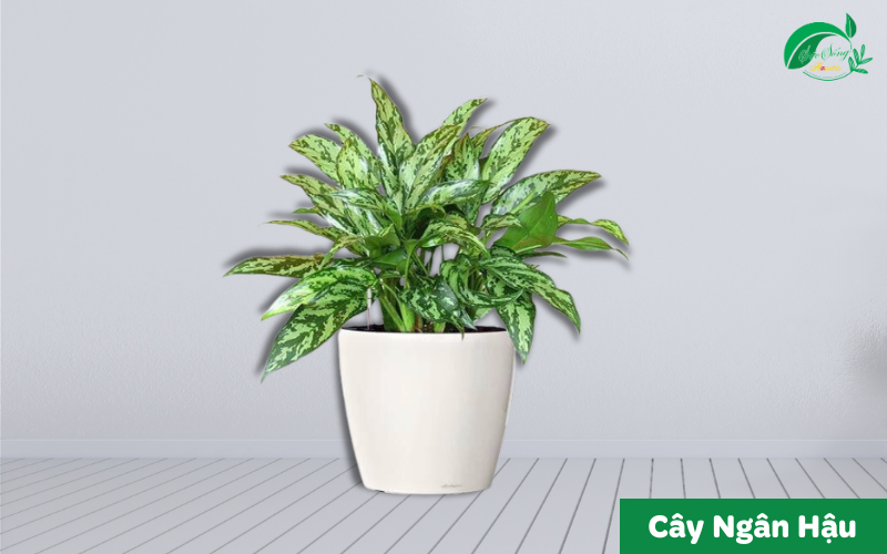 cây xanh để bàn