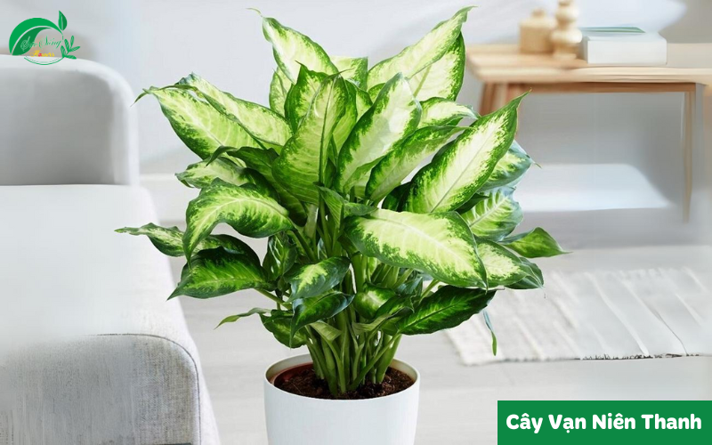 cây xanh để bàn