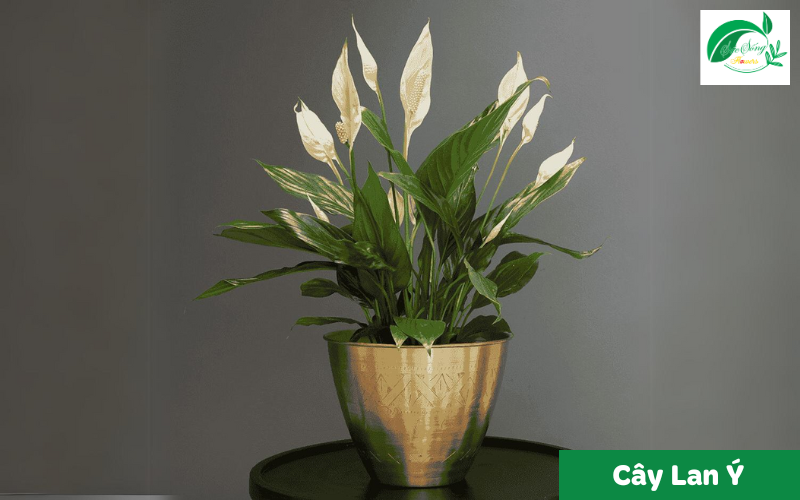 cây xanh để bàn