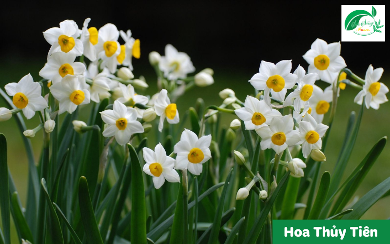 cây xanh để bàn