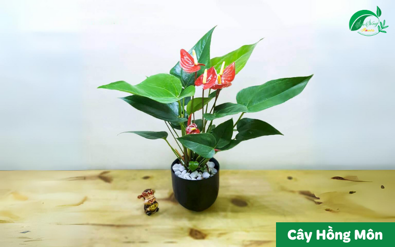 cây xanh để bàn