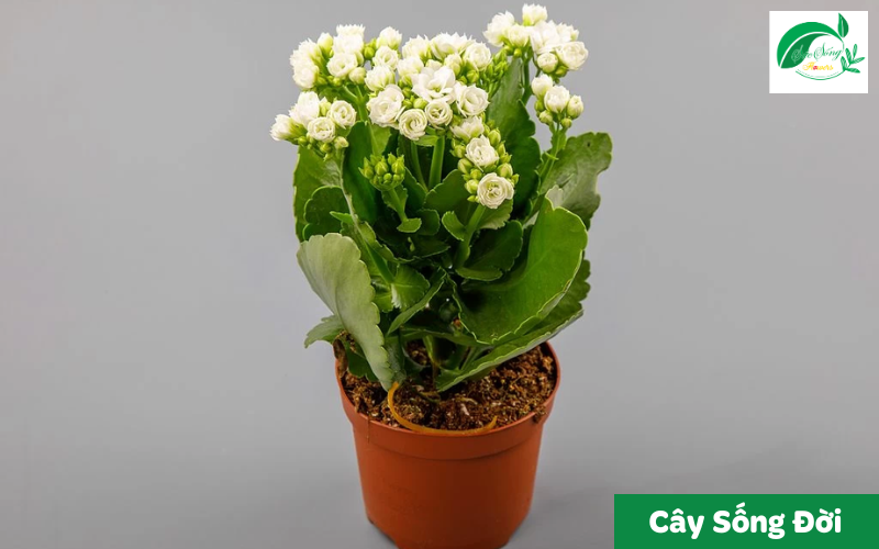 cây xanh để bàn