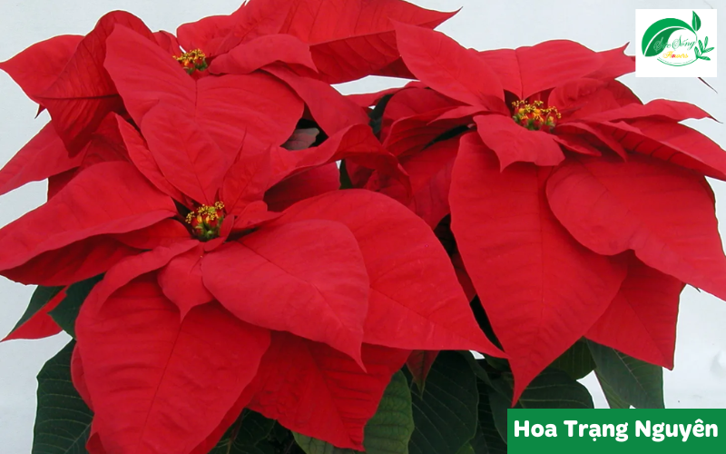 cây xanh để bàn