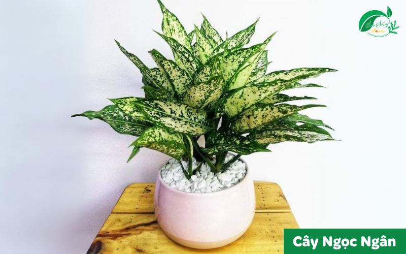 cây xanh để bàn