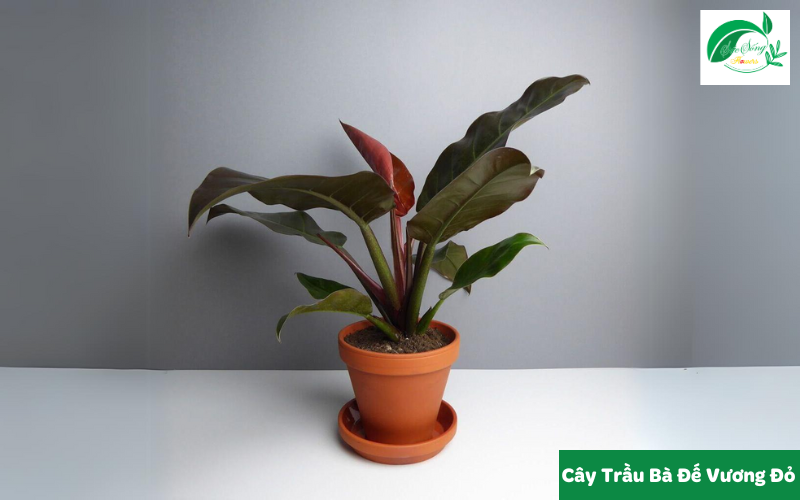 cây xanh để bàn