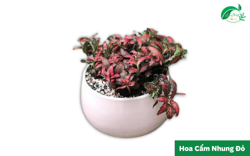 cây xanh để bàn