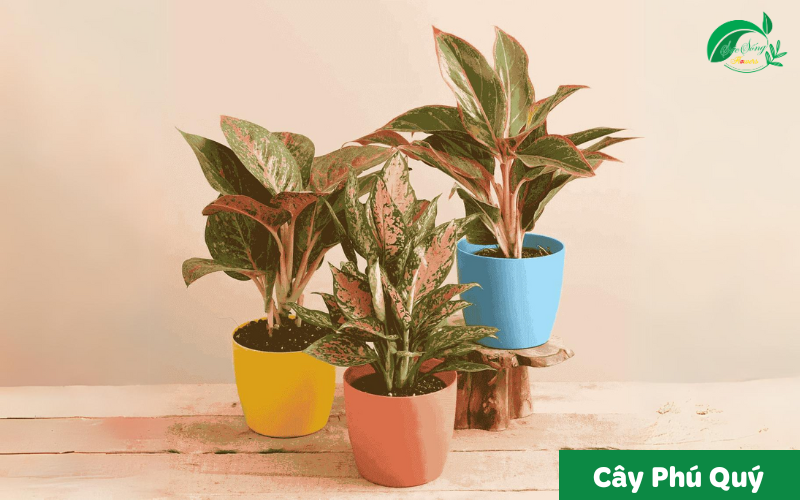 cây xanh để bàn