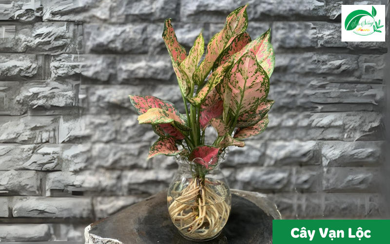 cây xanh để bàn