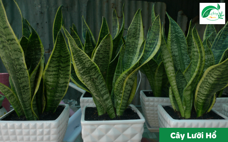 cây xanh để bàn