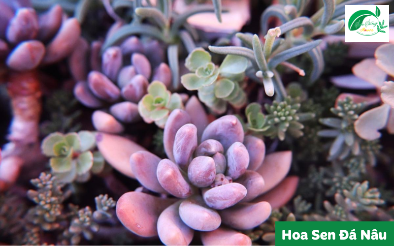 cây xanh để bàn