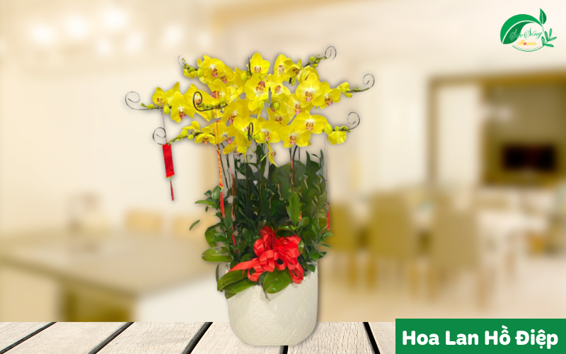 cây xanh để bàn