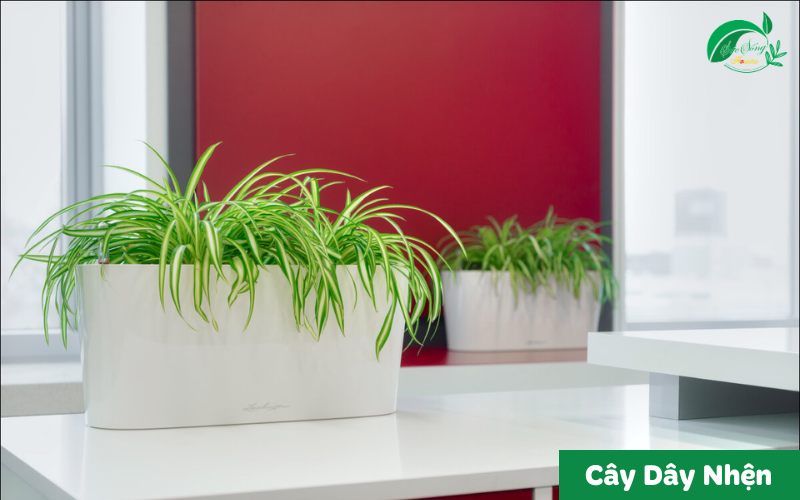 cây xanh để bàn