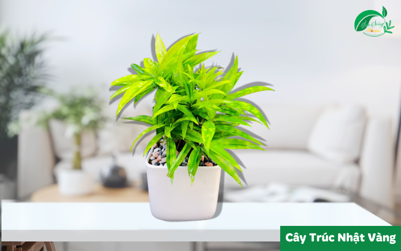 cây xanh để bàn