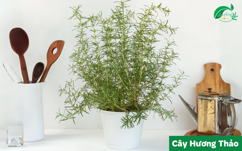 cây xanh để bàn