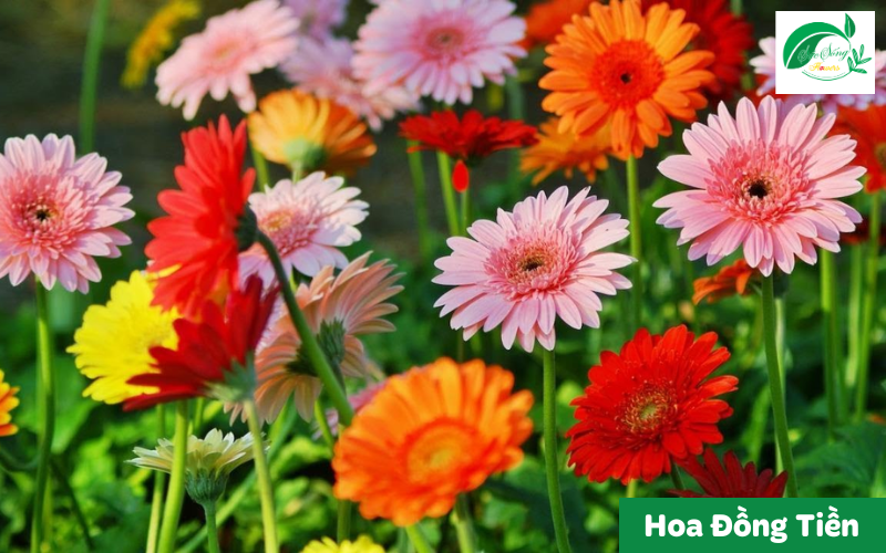 cây xanh để bàn