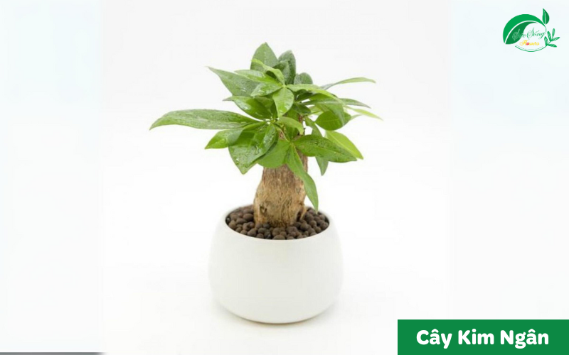 cây xanh để bàn