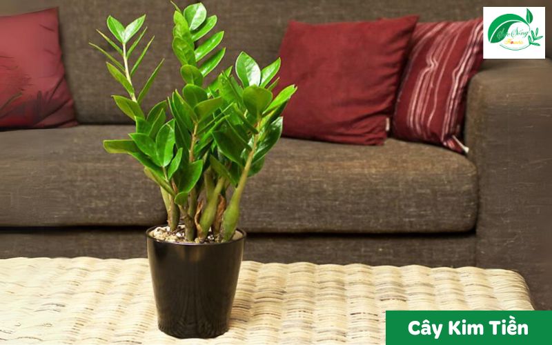 cây xanh để bàn