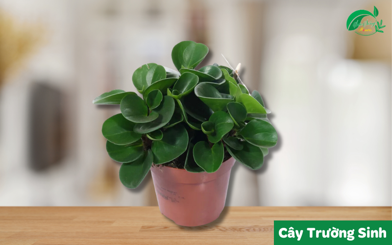 cây xanh để bàn