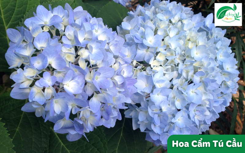 hoa tượng trưng cho tình yêu