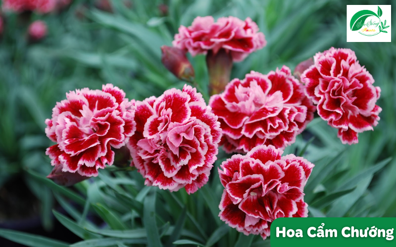 hoa tượng trưng cho tình yêu