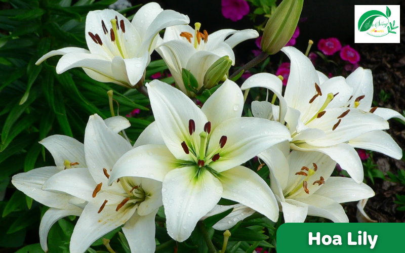 hoa tượng trưng cho tình yêu