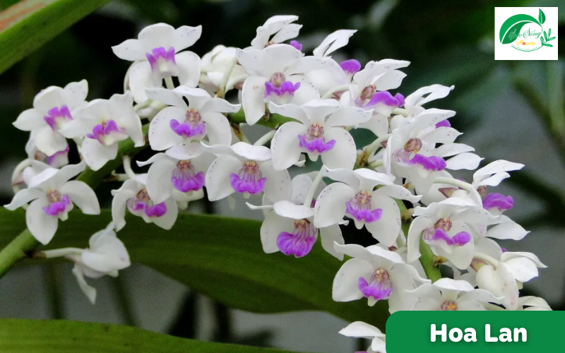 hoa tượng trưng cho tình yêu