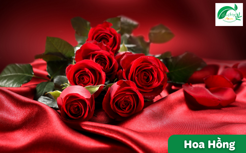 hoa tượng trưng cho tình yêu