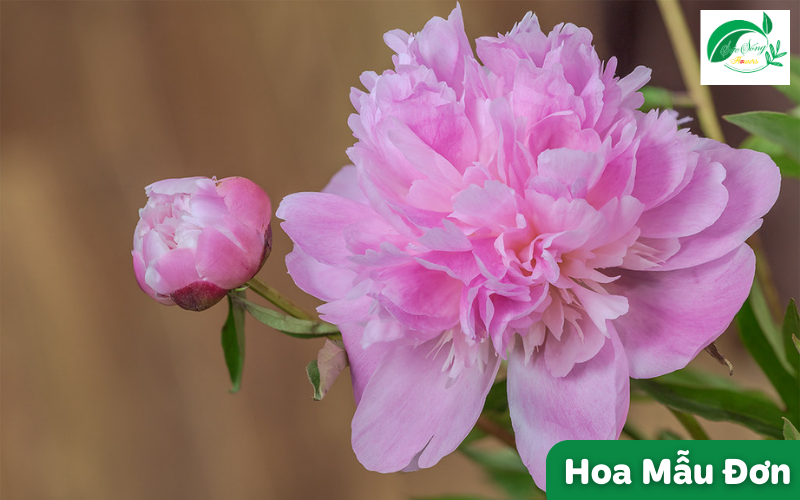 hoa tượng trưng cho tình yêu