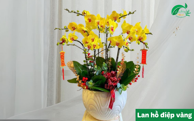 mẫu lan hồ điệp