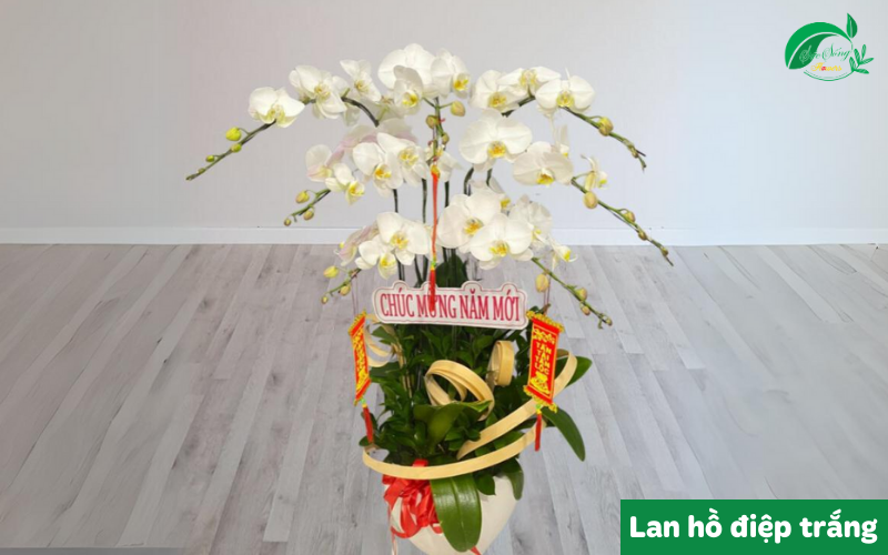 mẫu lan hồ điệp