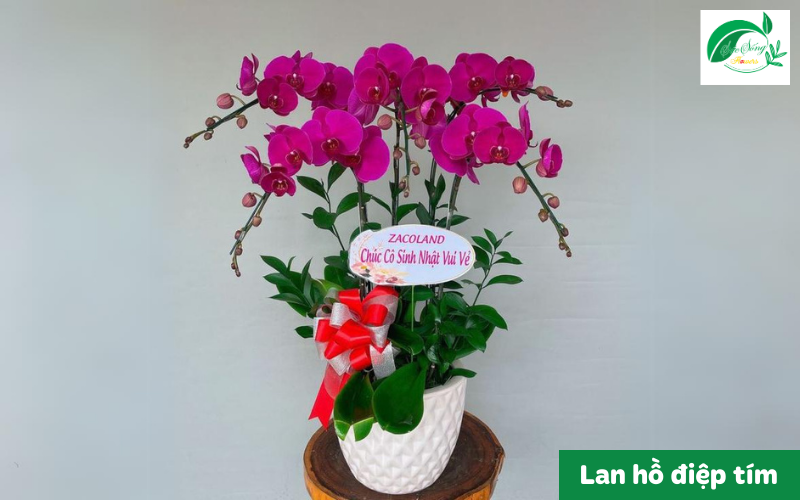 mẫu lan hồ điệp