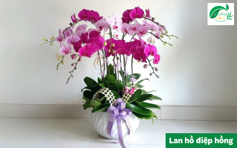 mẫu lan hồ điệp