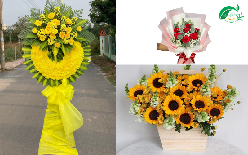 mẫu lan hồ điệp